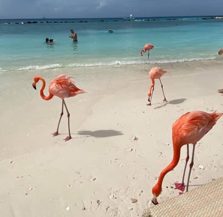 Divi Aruba Phoenix Beach Resort Палм Бич Экстерьер фото